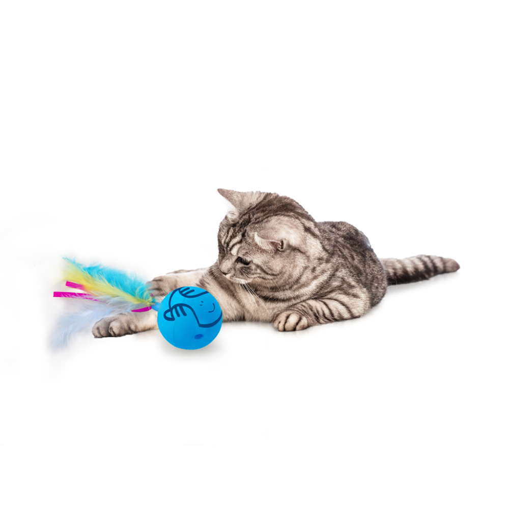 AFP Modern Cat Dizzy Spinner