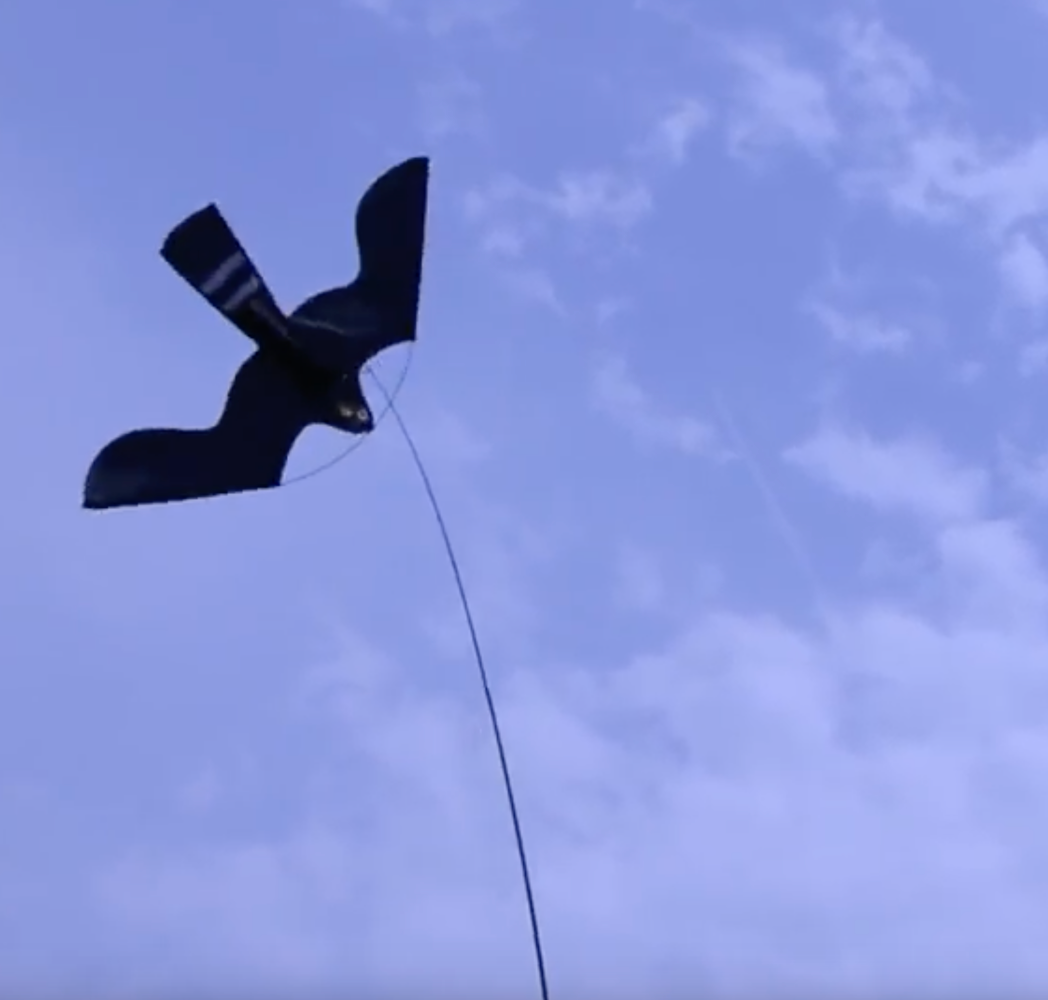 Birdshield 7 meter lang + vogel