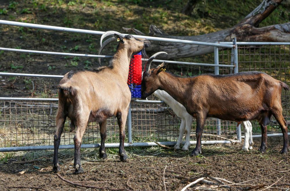 Borstel voor Paard, Rund, Geit