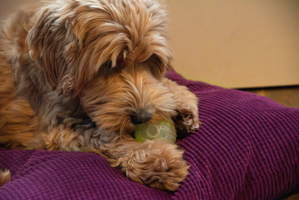 Dog Comets Glow In The Dark Moon Bal M Oranje