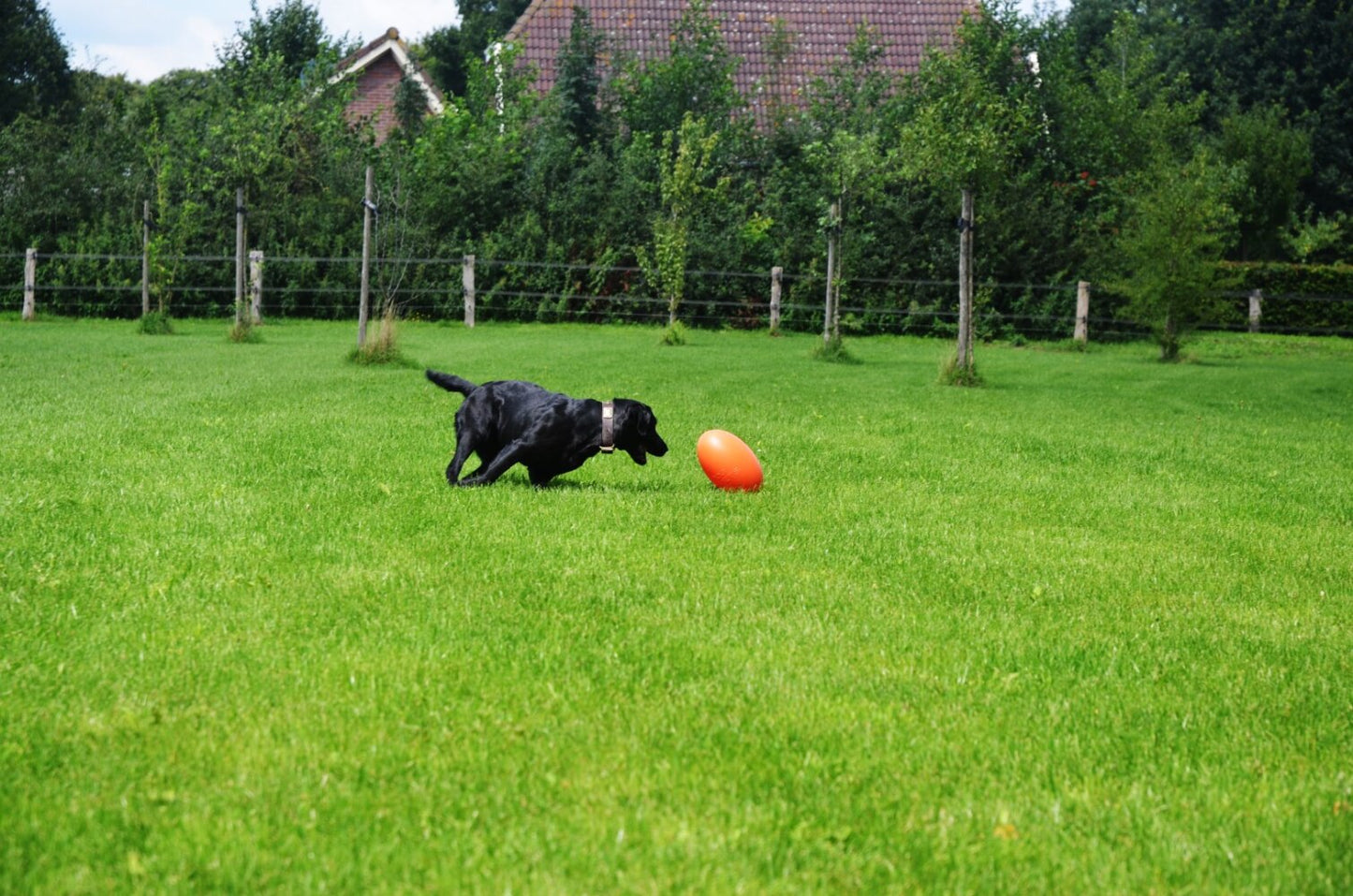Dog Comets Pan-Stars Oranje M