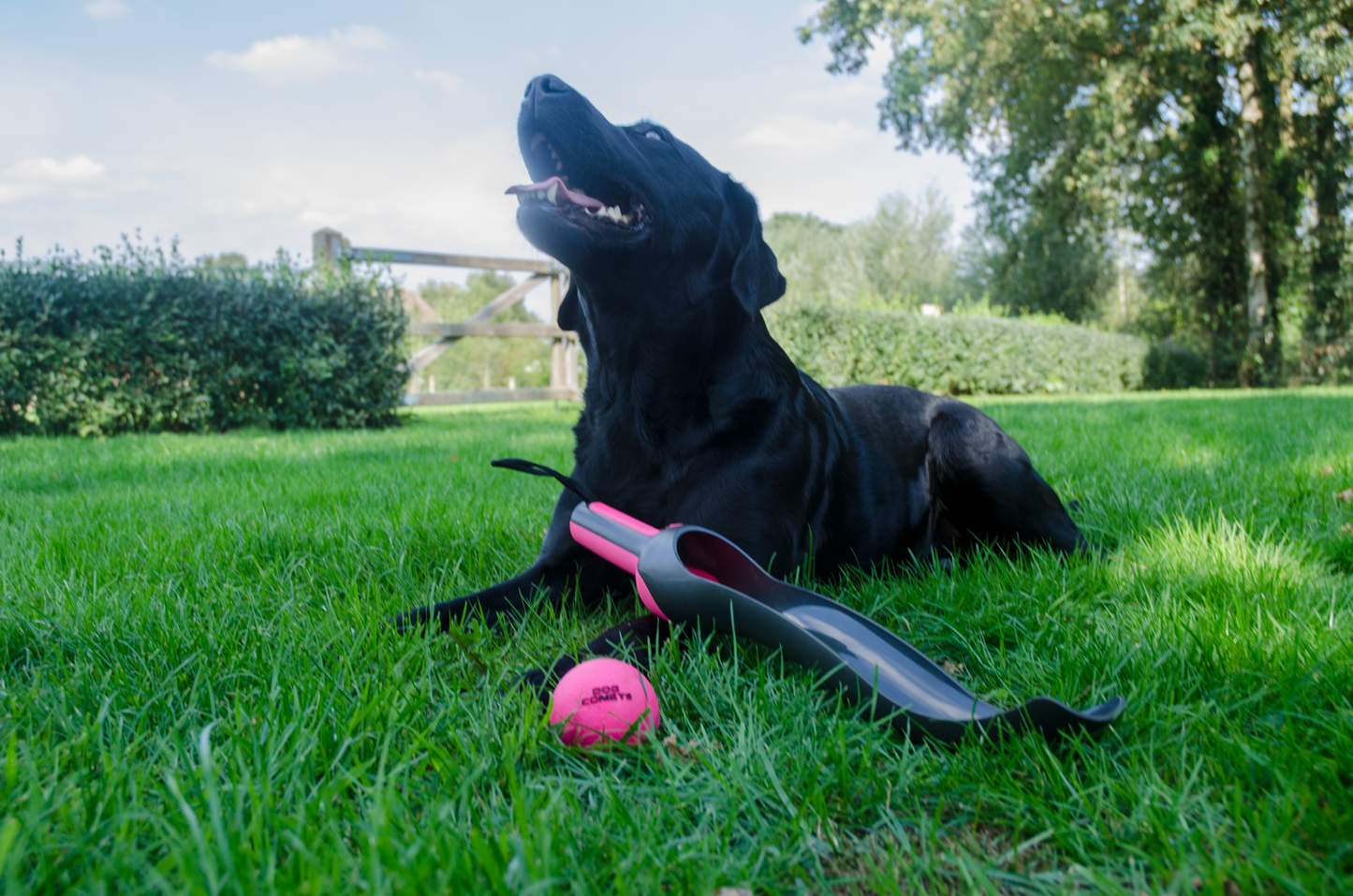Dog Comets Star Launcher Roze