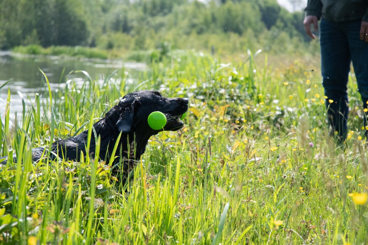 Dog Comets Meteor Werpstok Groen L