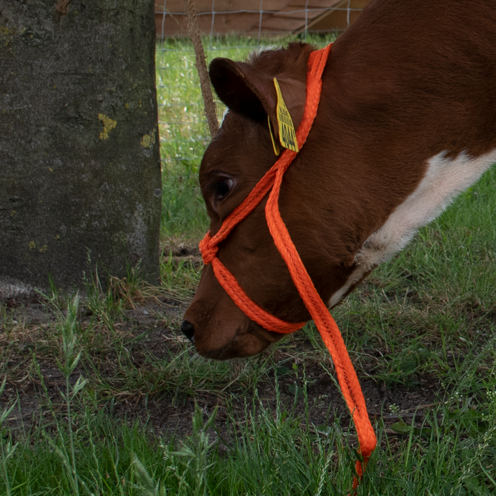 Halster Kalf verstelbaar breed oranje Kalf