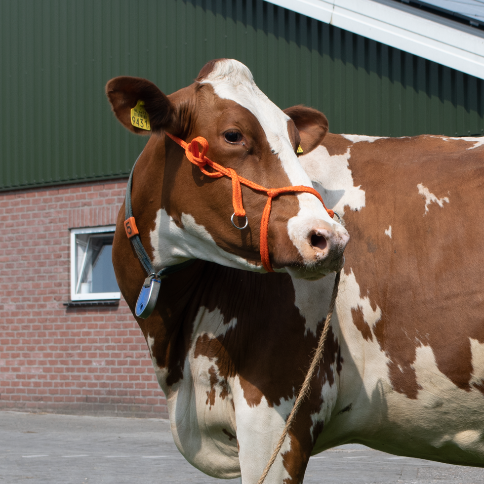 Halster Kalf verstelbaar breed oranje Koe