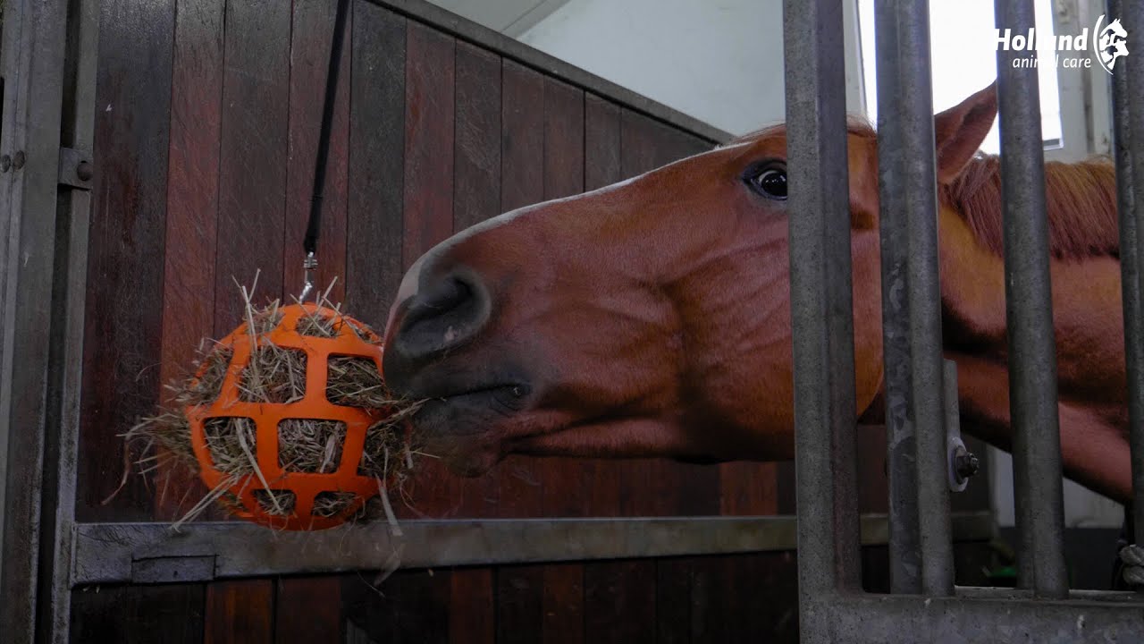 Hay Slow Feeder Fun & Flex Groen