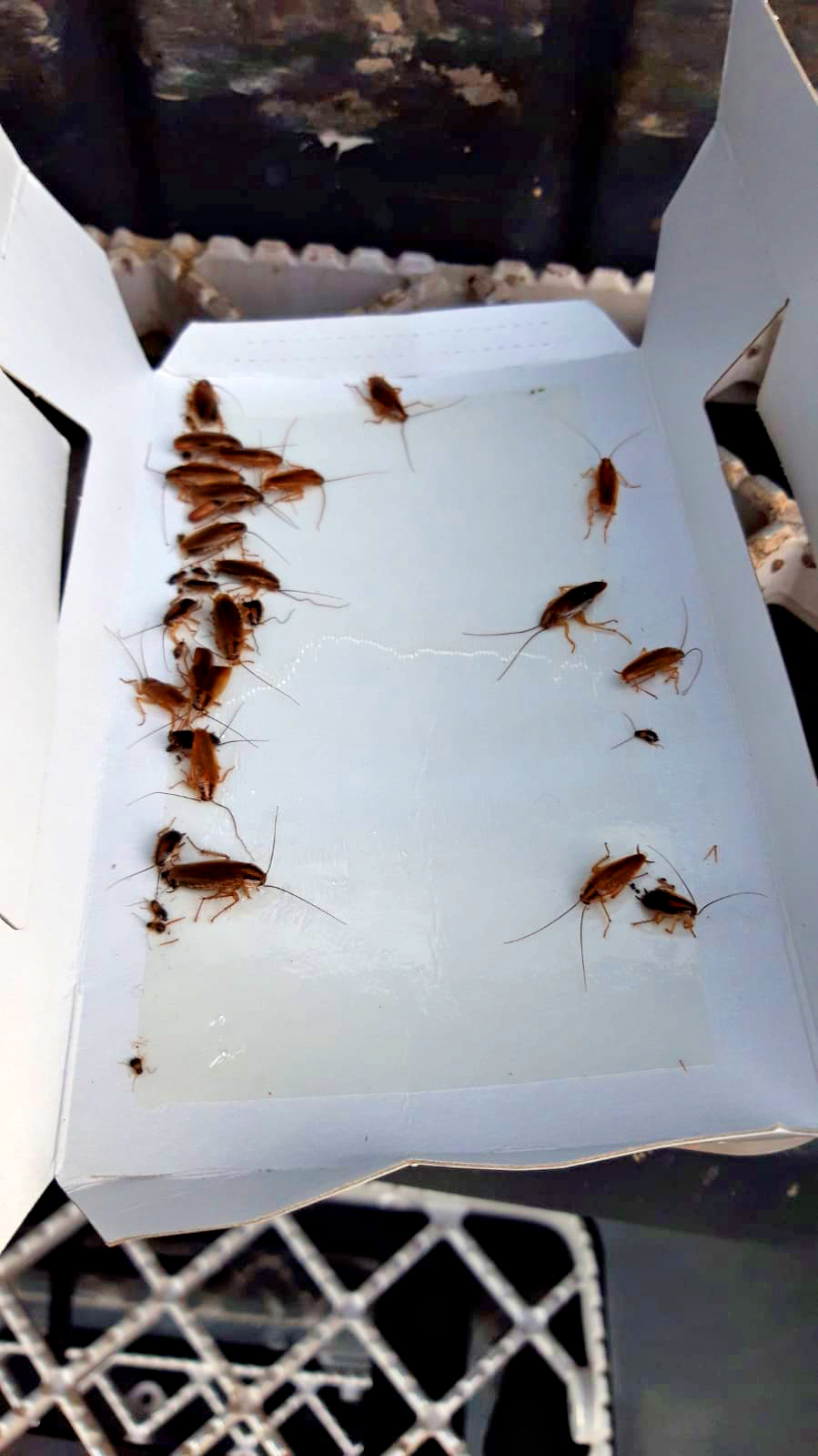 Knock Pest Insectenval Klein