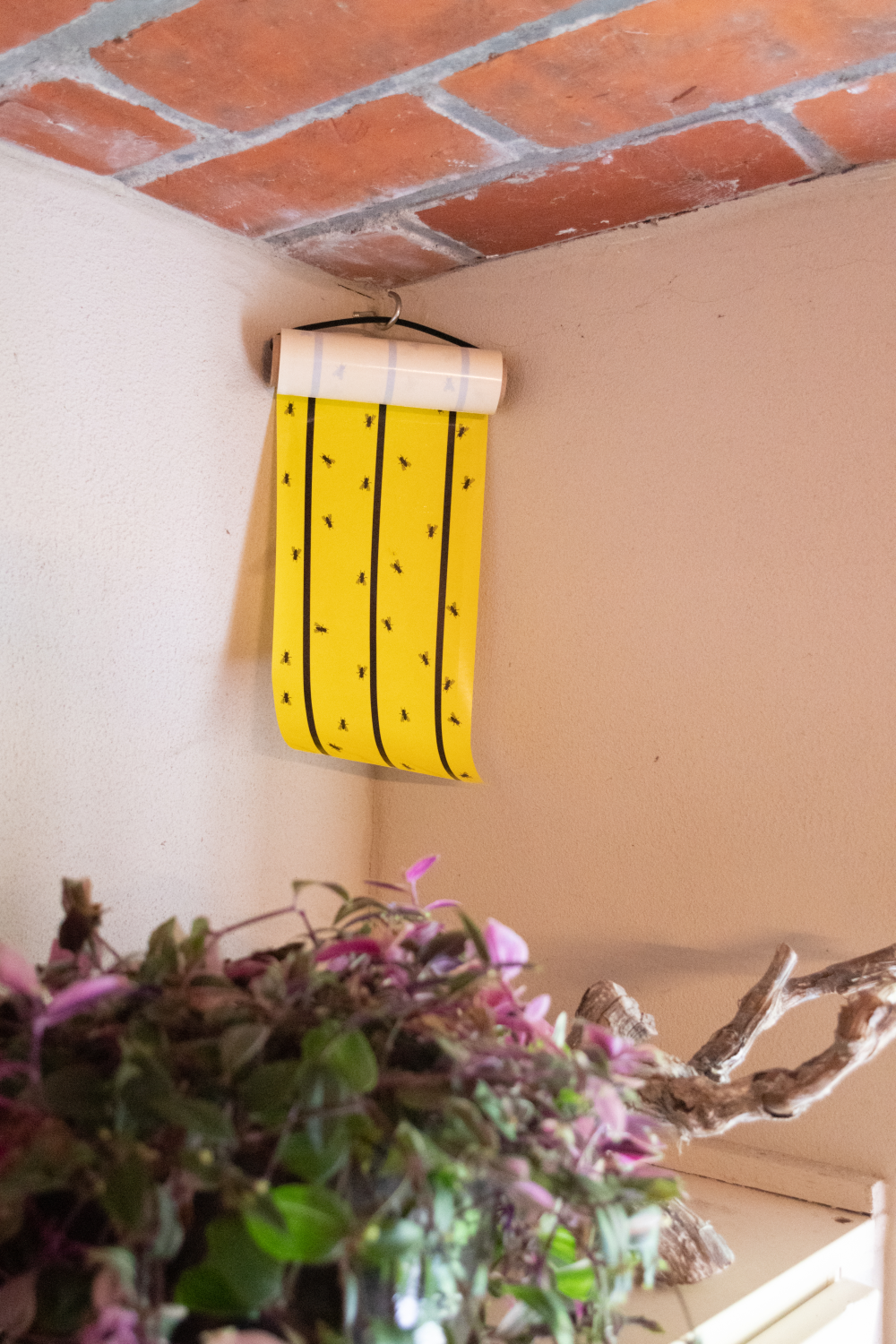Knock Pest Vliegenkleefrol Geel 7 meter
