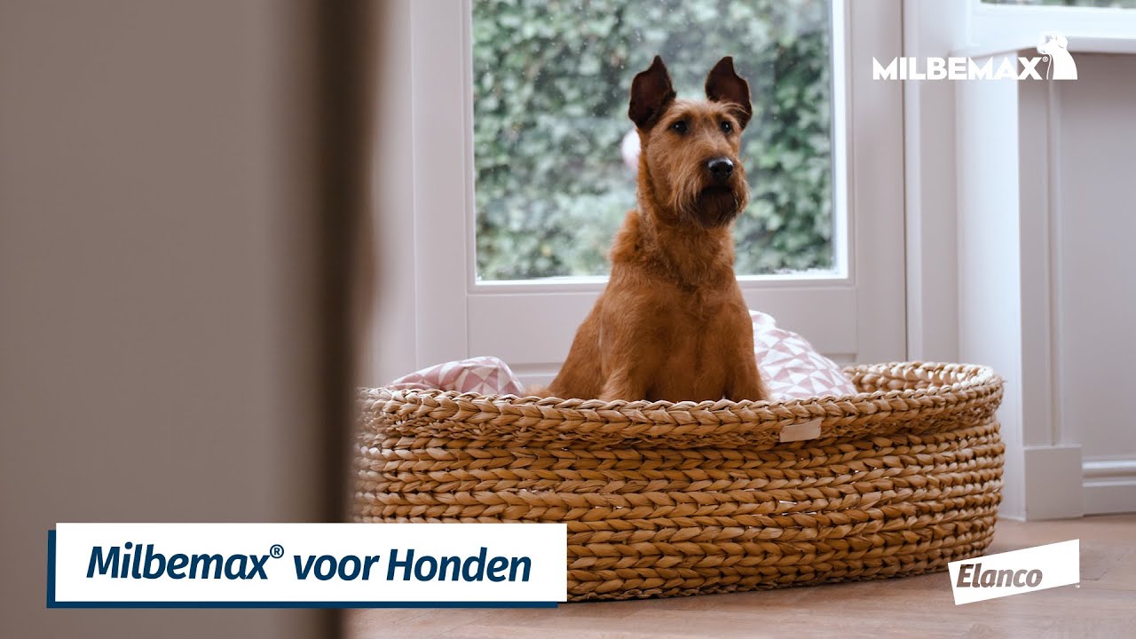 Milbemax Kauwtabletten Hond Groot Chewy 5-75kg 4 tabl.