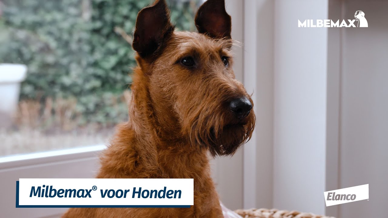 Milbemax Tabletten Puppy/Kleine hond <5kg 4 tabl.
