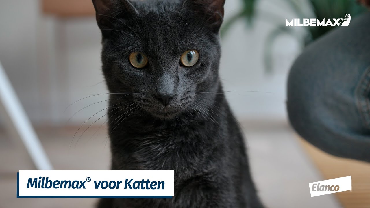 Milbemax Tabletten Kitten/Kat Klein R 0,5-2kg 2 tabl.
