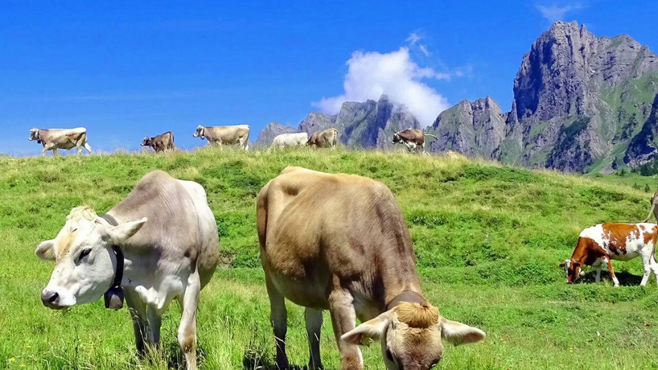 SwissCowers Cheese Crunchies Crunchy Box (118 beloningen)