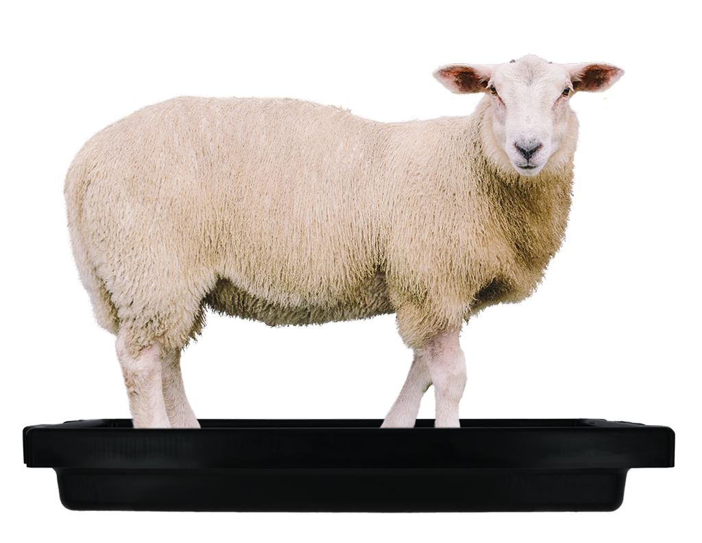 Voetbad Schaap Mini 120x40x18 cm