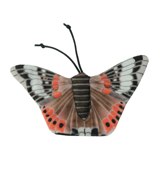 Wild Life Cat Red Admiral Butterfly (Admiraalvlinder)