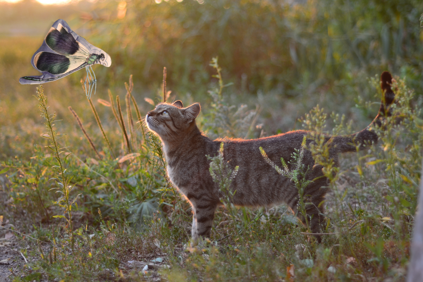 Wild Life Cat Libelle