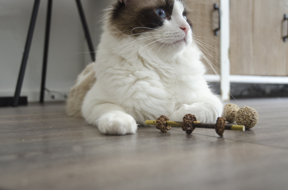 Package deal Addicted