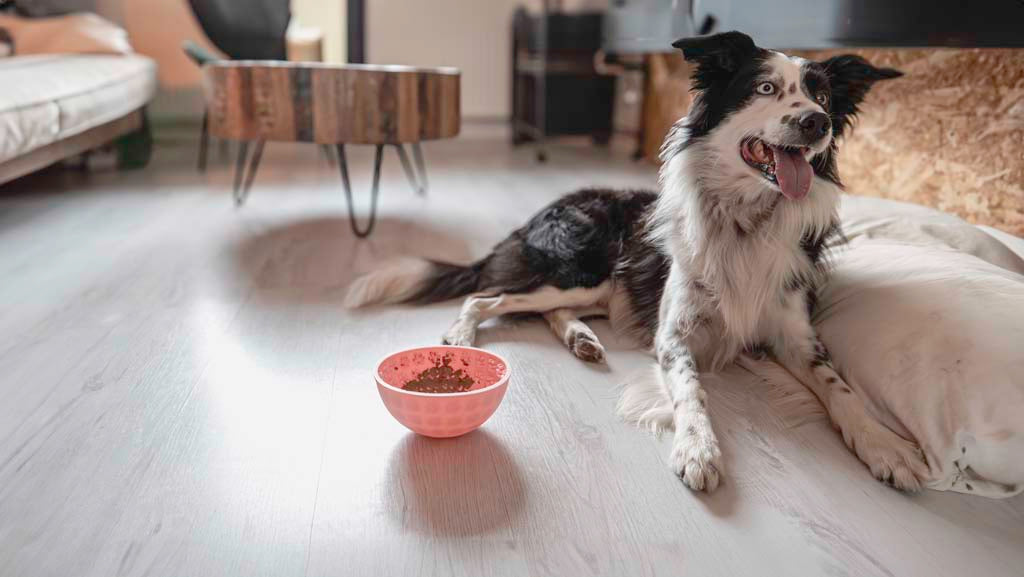 Eat Slow Live Longer Lick Mat Wobble Bowl Red
