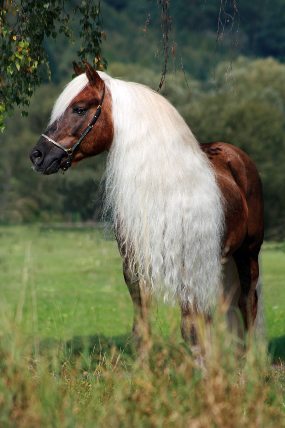 Excellent Horse Hi Gloss Spray 500 ml