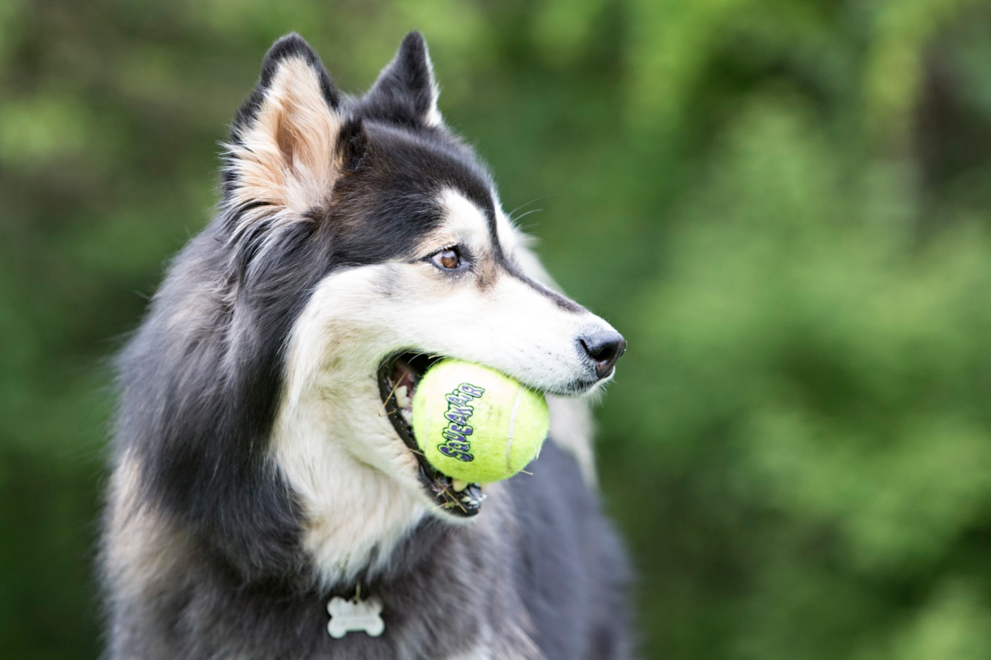 KONG Air Squeaker Tennis Ball S 5 cm 3 pcs.