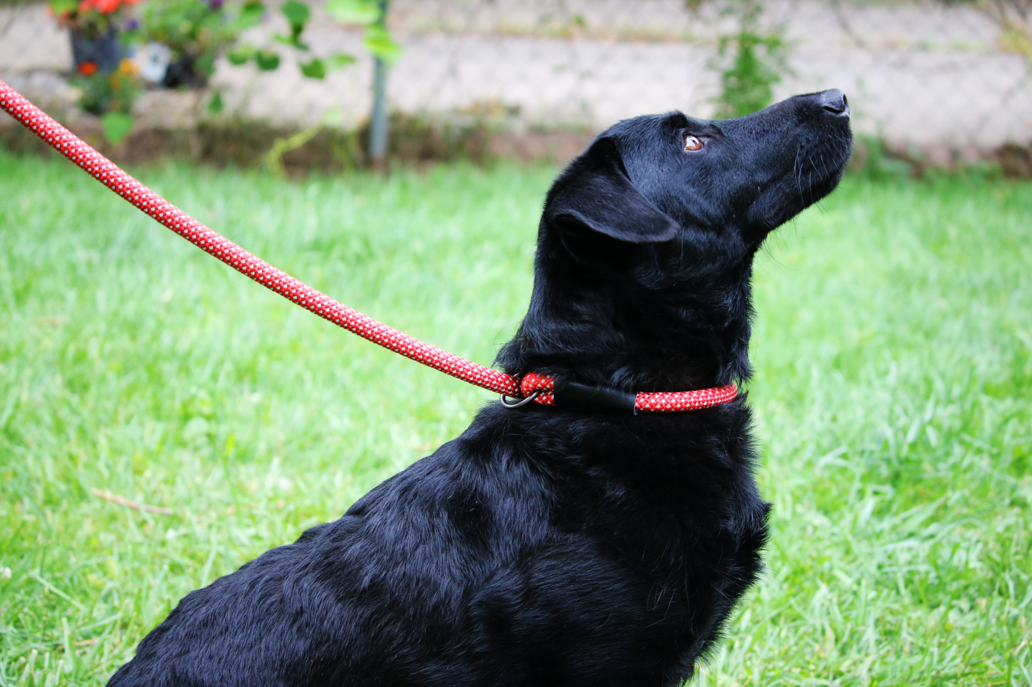 KONG Rope slip leash One Size Black