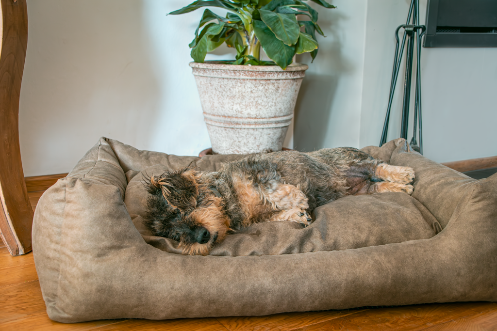 Let's Sleep Sweet Dreams Hondenmand Met Kussen L Taupe