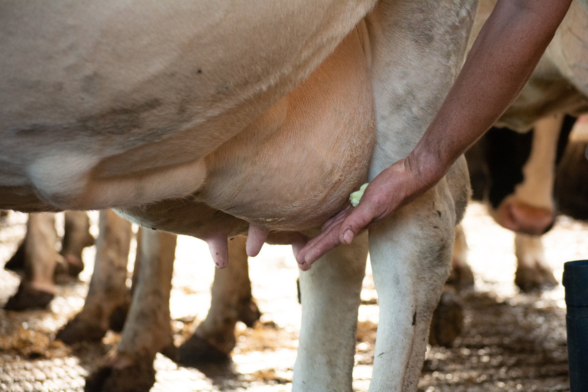 Maxi Mint Plus Sta- / Hangtube