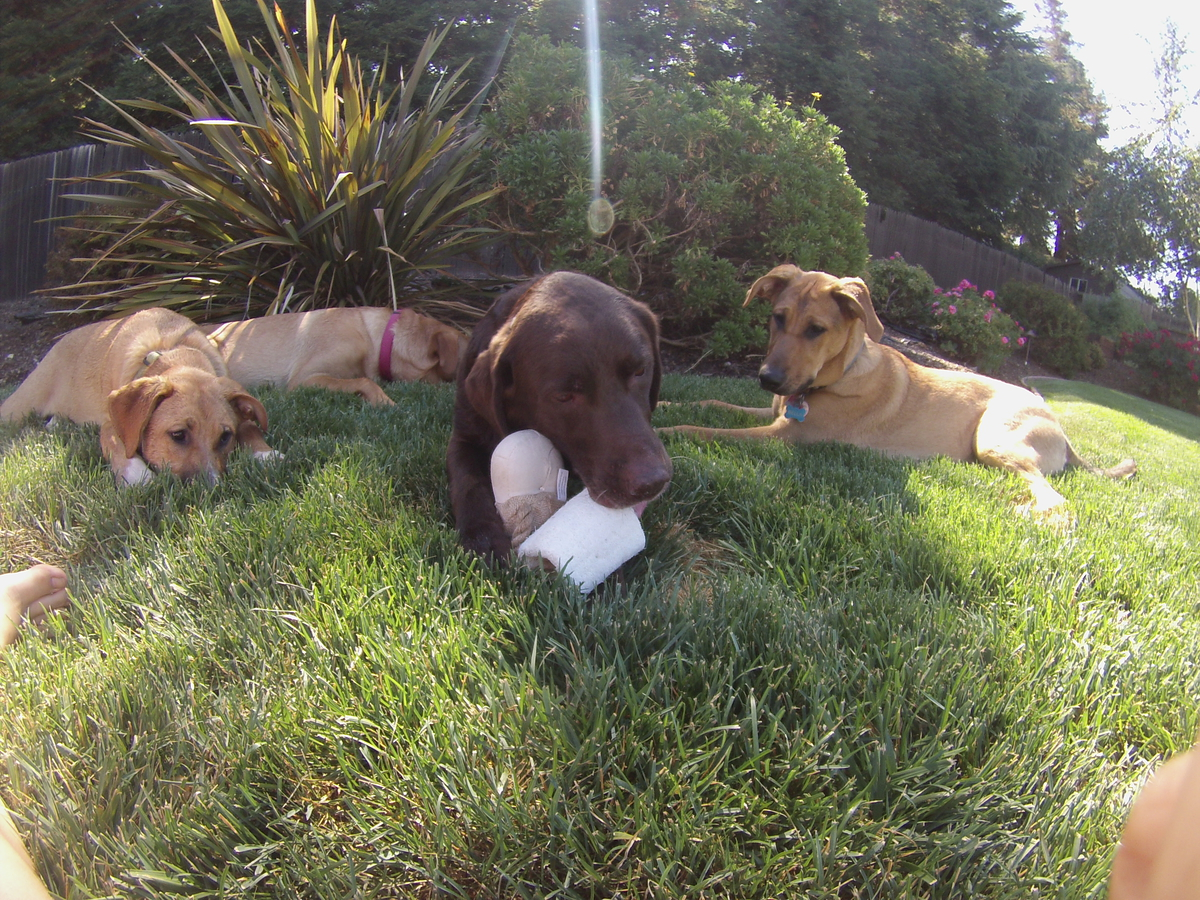 Loofah Buddy assorti