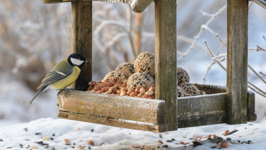 Vogelvoer Kopen voor Tuinvogels: Welk Mengsel per Seizoen?