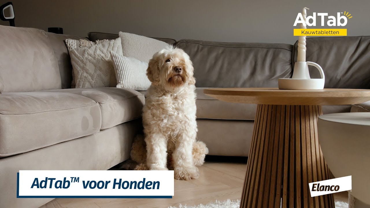 Elanco AdTab kauwtabletten hond (>11 - 22 kg)