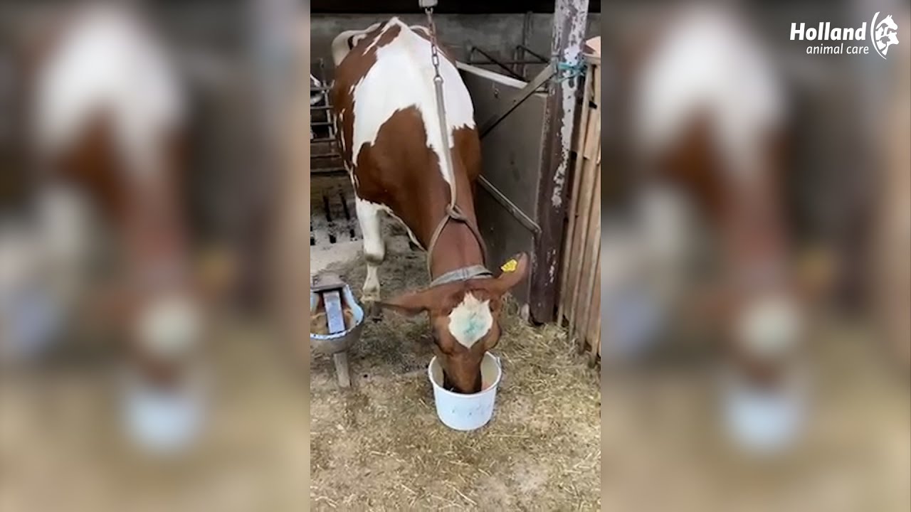Excellent Afkalf Drank 500 g