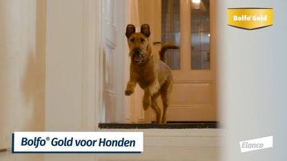 Bolfo Gold Hond 40 mg (2 st.)