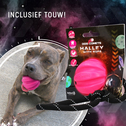 Dog Comets Halley Met Touw Roze