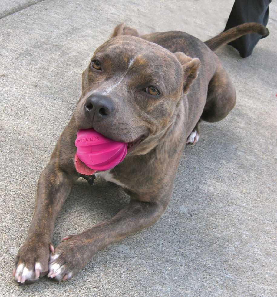 Dog Comets Halley Roze