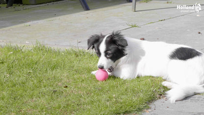 Dog Comets Stardust Groen S