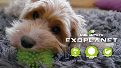 Dog Comets Exoplanet Egelbal M Oranje