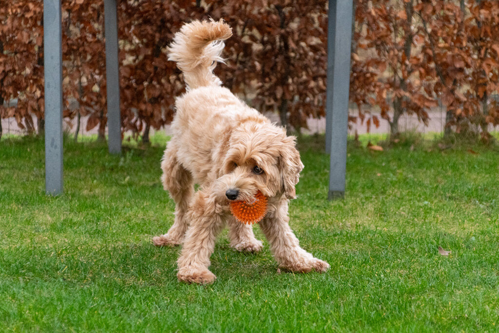 Dog Comets Exoplanet Egelbal L Groen