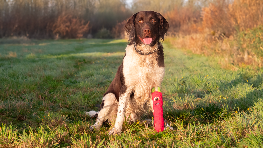 Dog Comets Invaders Roze M