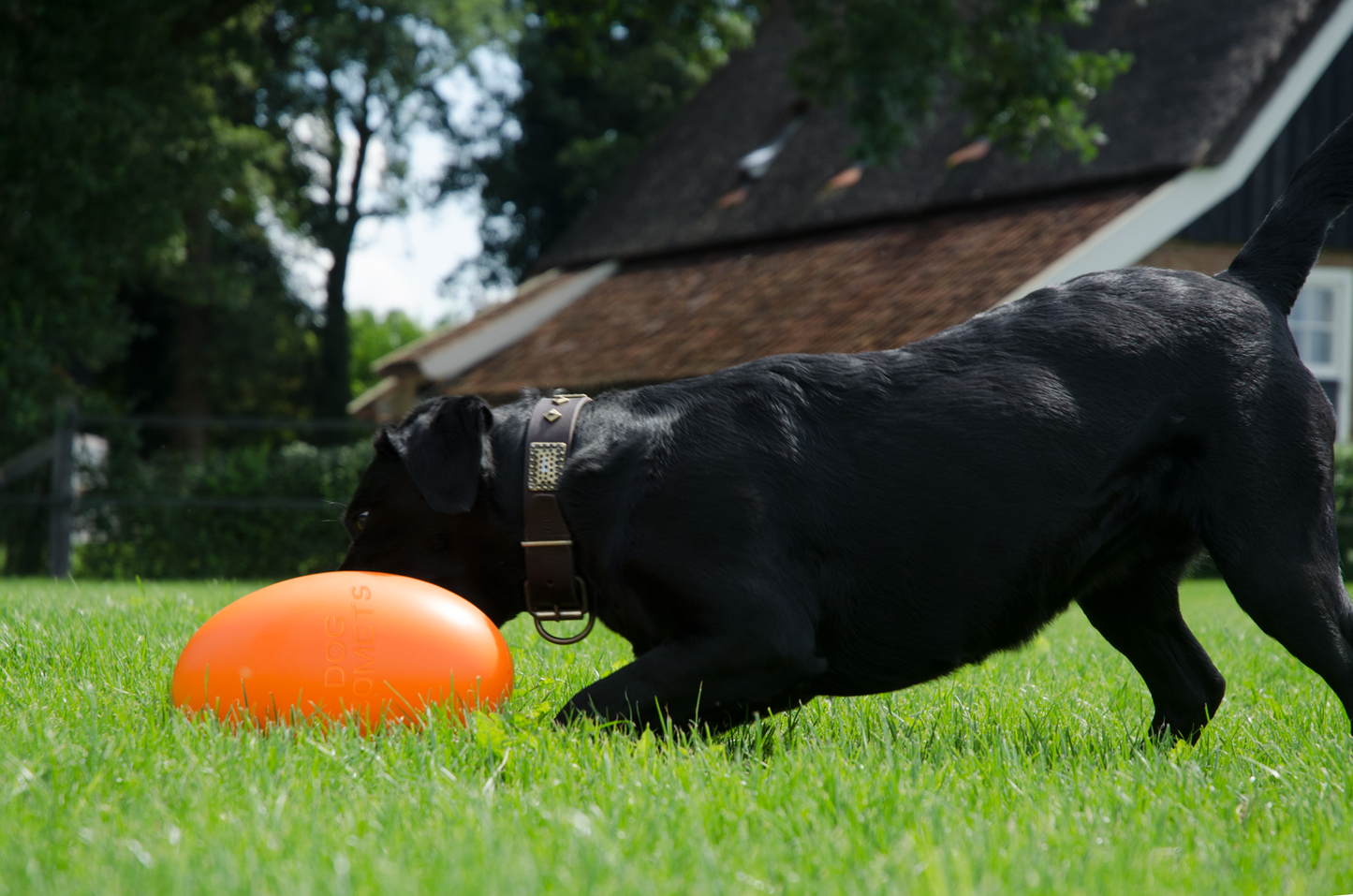 Dog Comets Pan-Stars Oranje M