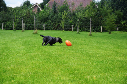 Dog Comets Pan-Stars Oranje M