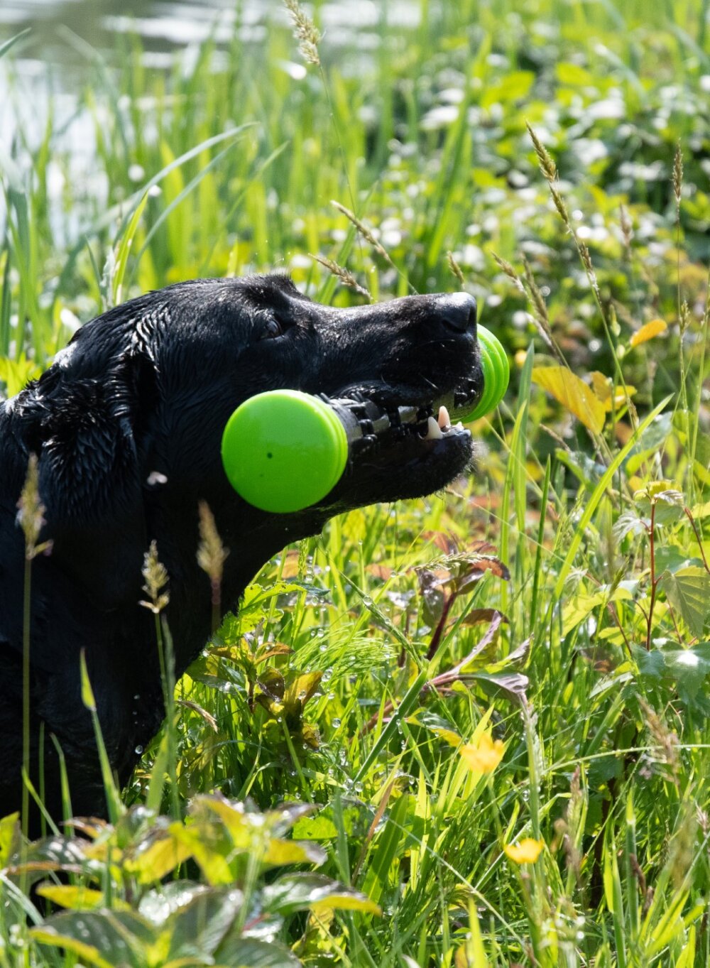 Dog Comets Meteor Werpstok Groen L