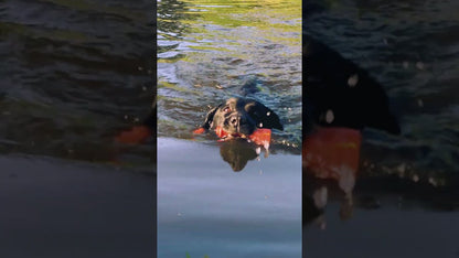 Dog Comets Bobber Oranje