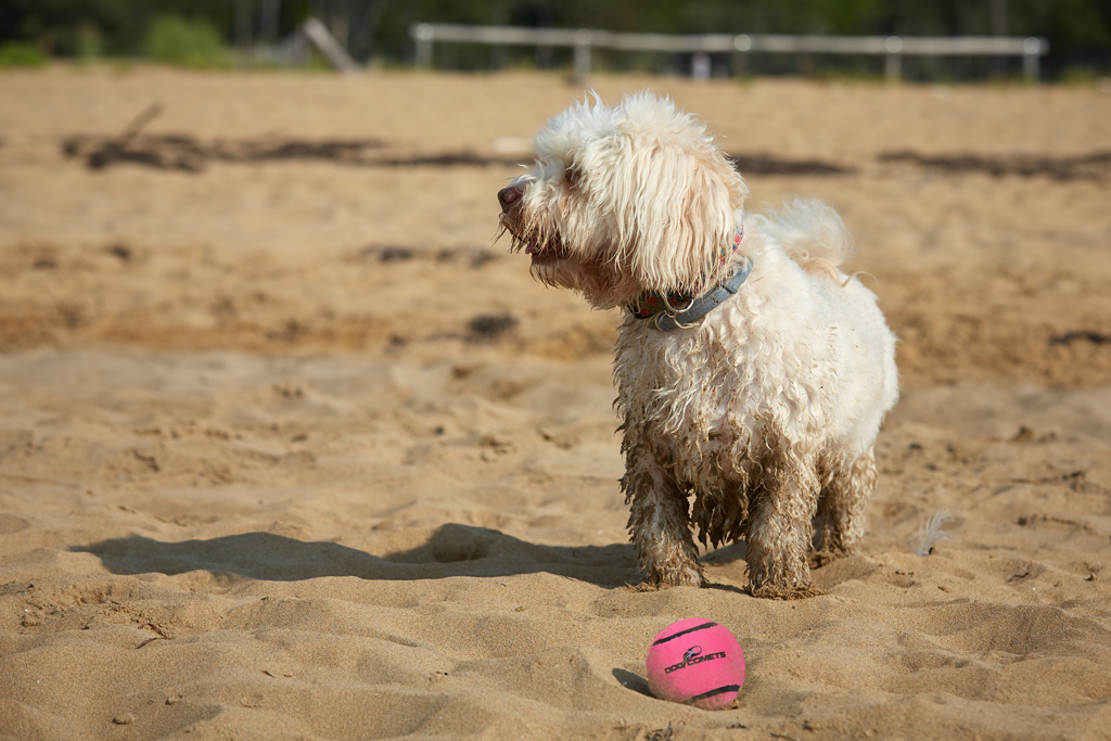 Dog Comets Tennisbal Met Pieper Neutron Star M Roze