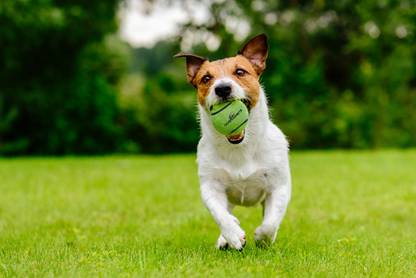 Dog Comets Tennisbal Met Pieper Neutron Star M Groen