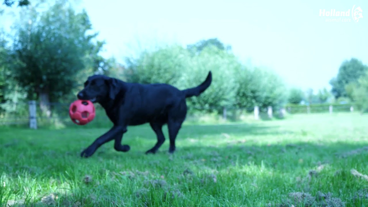 Dental Ears Medium 48 st.