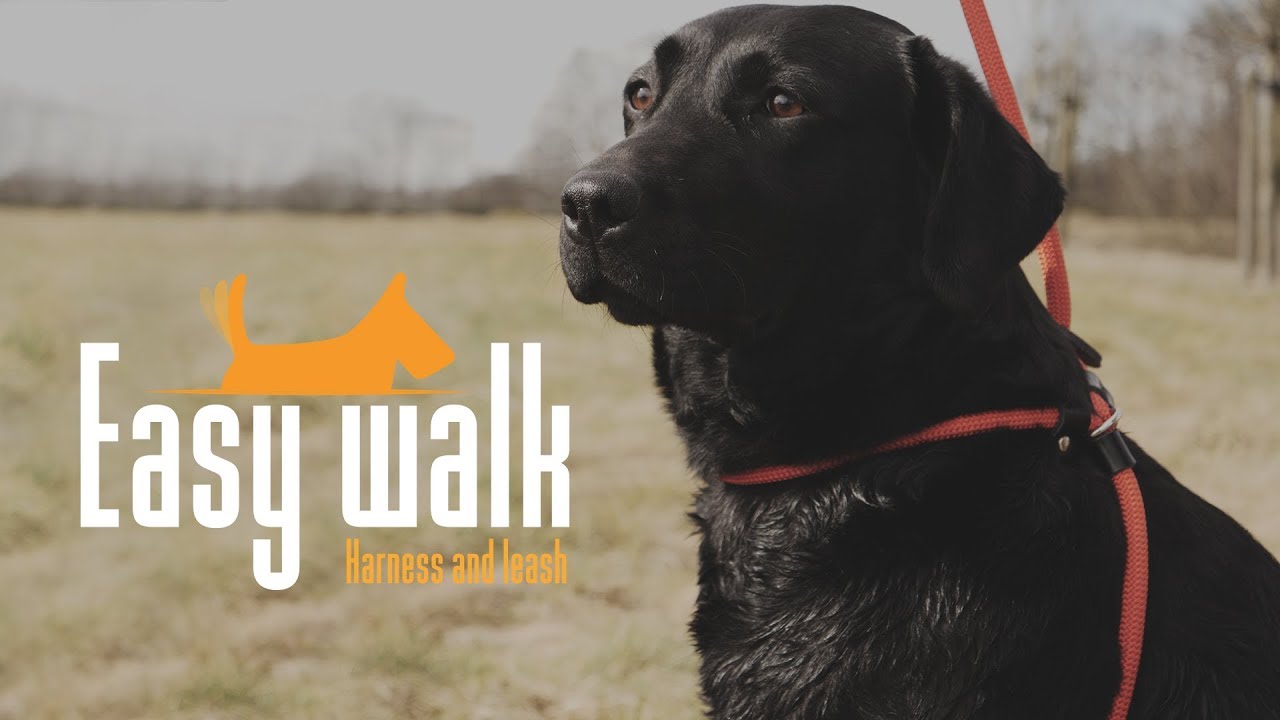 Easy Walk Schoudermodel Zwart - Mini