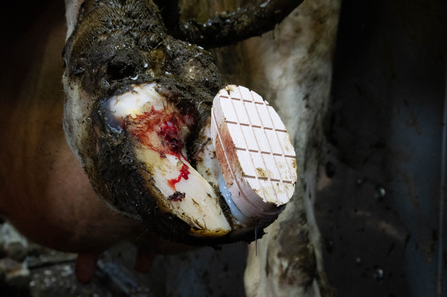 Excellent Easy Hoof Block Hout - 11 cm