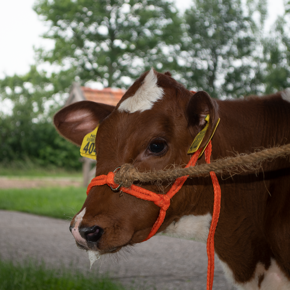 Halster Kalf verstelbaar breed oranje Kalf