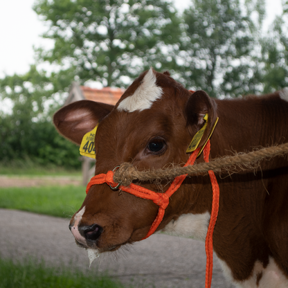 Halster Kalf verstelbaar breed oranje Kalf