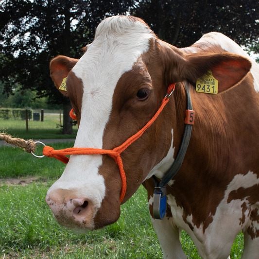 Halster Kalf verstelbaar breed oranje Koe
