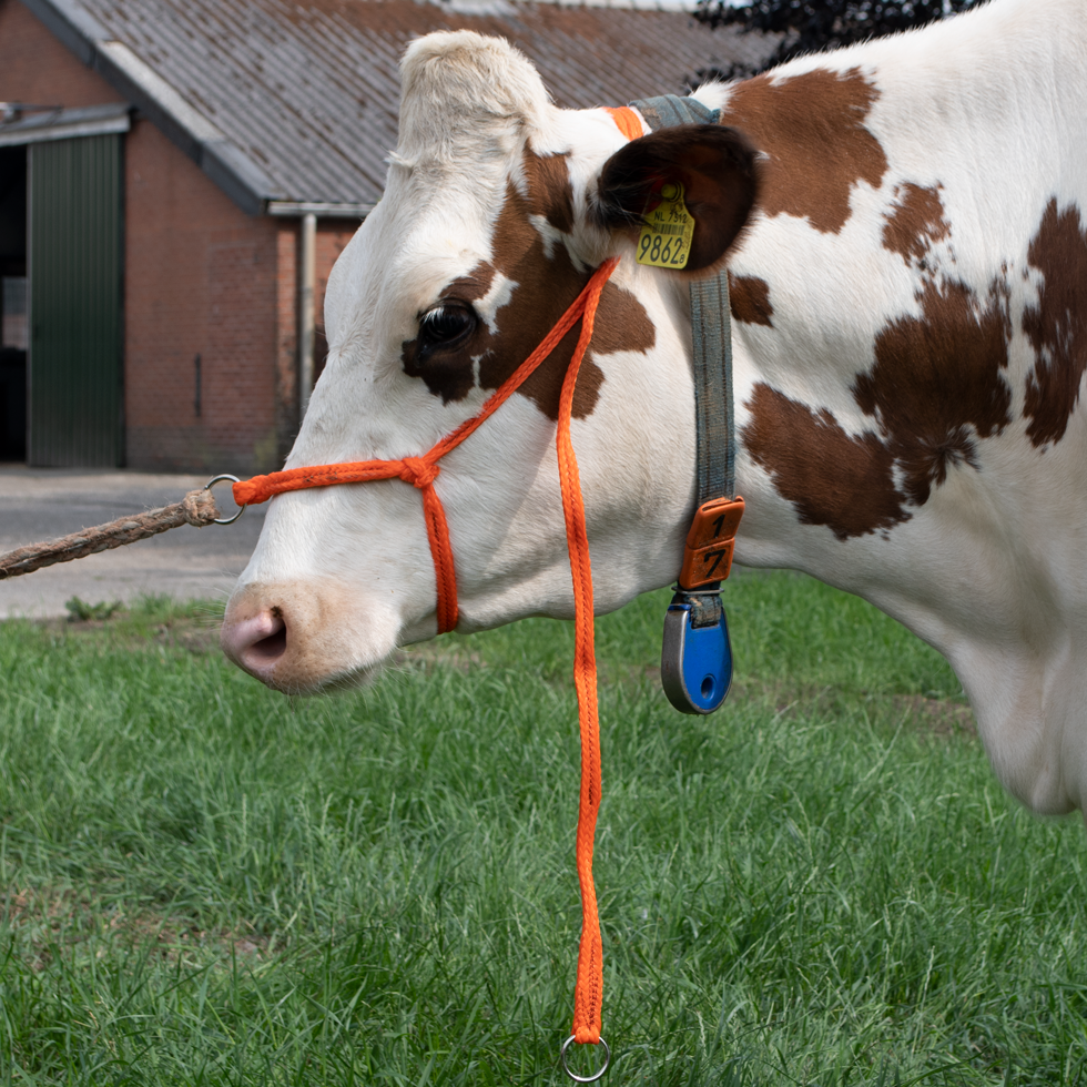 Halster Kalf verstelbaar breed oranje Koe groot